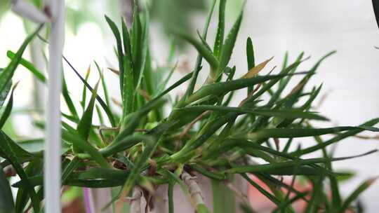 植物 绿色 清新 种植