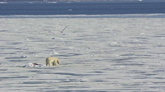 一只北极熊在冰地上刨雪