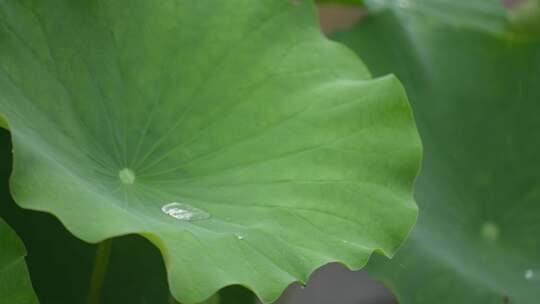 夏季雨天荷叶荷花水珠滴落慢镜头4K