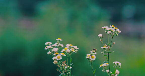 蜜蜂采蜜 忙碌 野花