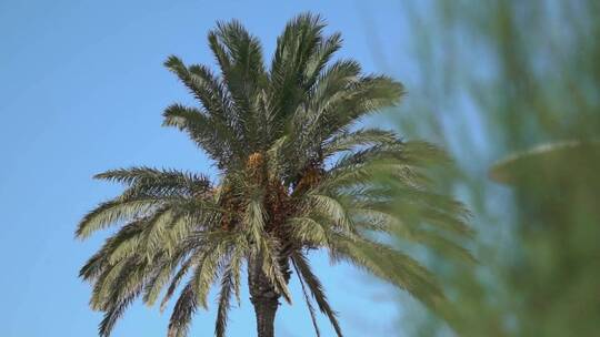 蓝天下的棕榈树视频素材模板下载