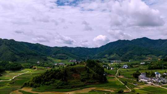 福建武夷山茶园茶山延时