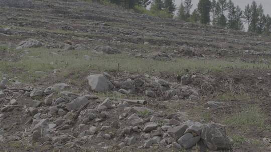 东北山区黑土地与春季的野草野花