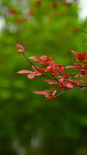 唯美意境红色树叶在绿色的环境中