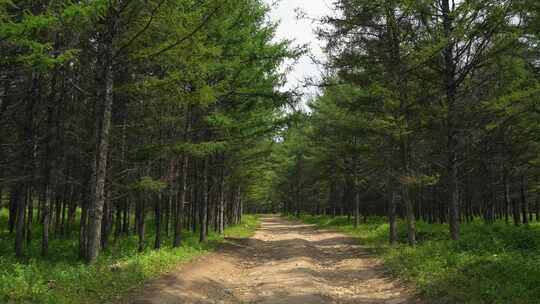 森林小路自然生态风景