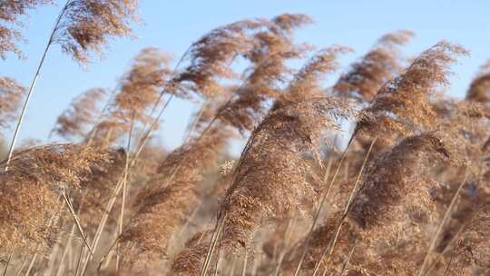 芦苇 飘荡 秋天 初冬 河边