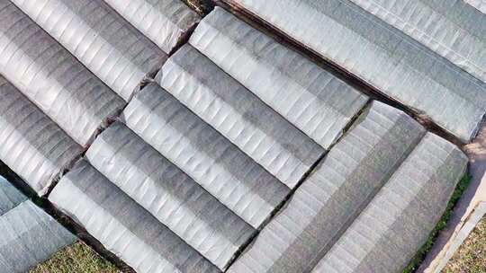 航拍农业大棚种植基地