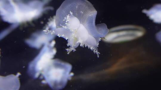漂浮的倒立水母触角海蜇