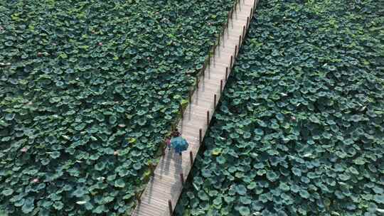 孟津银滩荷花