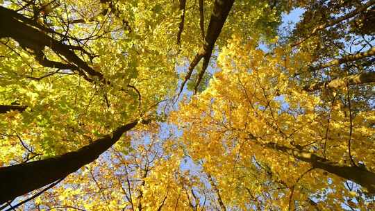 秋天落叶 枫叶飘落树林公园季节视频素材模板下载