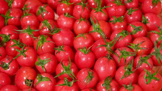 千禧果  圣女果