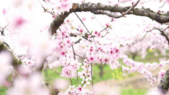 桃花盛开桃花源视频素材模板下载