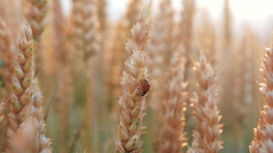 瓢虫在麦穗上爬行