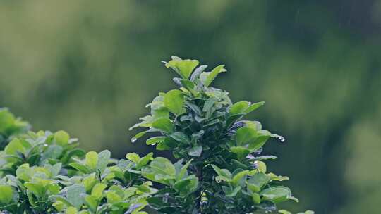 下雨雨天植物叶子绿叶水滴