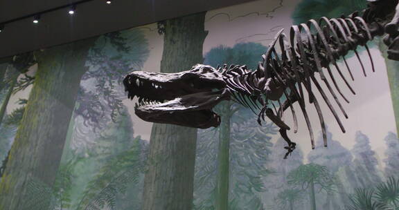 博物馆恐龙化石恐龙蛋