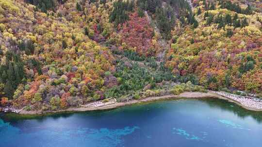 航拍九寨沟秋天五花海彩林最美水景秋景