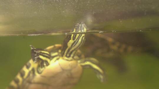 海龟在长满苔藓的水族馆游泳