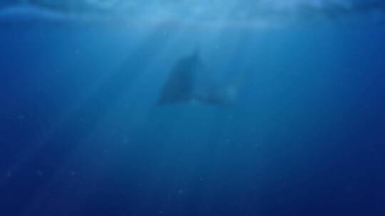 海洋中的凶猛鲨鱼视频素材模板下载