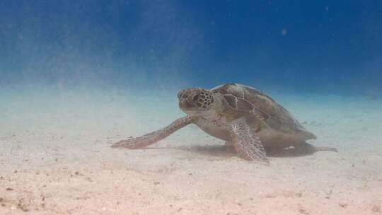 近距离拍摄海底海龟