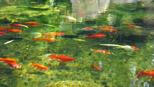 4K济南趵突泉公园意境轻盈游动的锦鲤鱼群视频素材模板下载