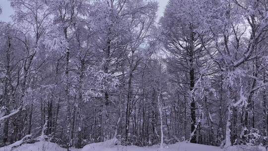 寒冬大兴安岭森林雪松树挂