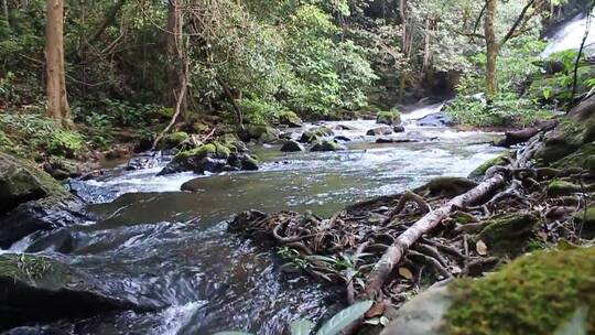 清澈的溪流从森林穿过