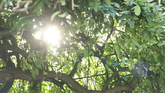 夏日中树林绝美太阳光晕空镜