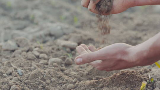 农民检查有机土壤质量