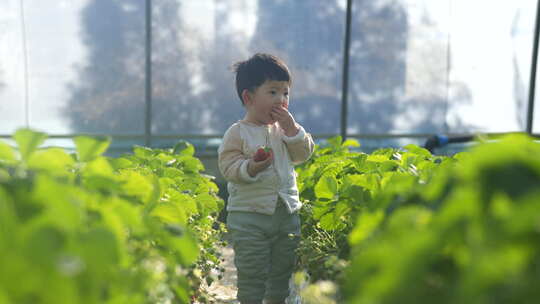 小孩在草莓地 幼儿在草莓地玩耍