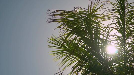 阳光透过棕榈树叶