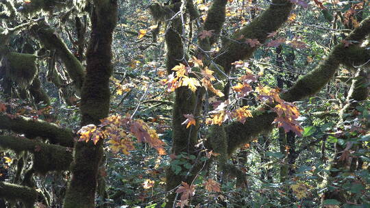 森林里的黄叶和树枝