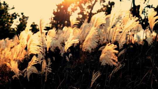 风芦苇秋分秋天夕阳黄昏伤感日出落日唯美