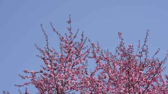 春天粉红色梅花盛开在春风中摆动视频素材模板下载