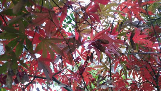 红色的枫叶鸡爪槭