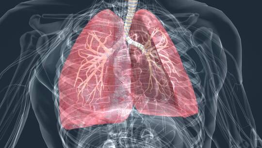 医学 支气管 肺部 肺脏 三维 肺炎视频素材模板下载