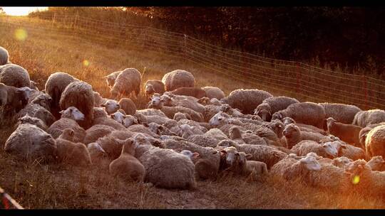 一群羊夕阳下的羊群农场农田羊群