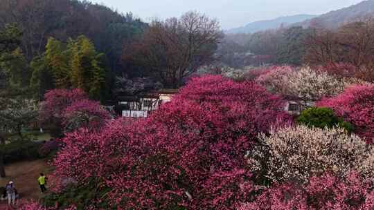 杭州植物园梅花