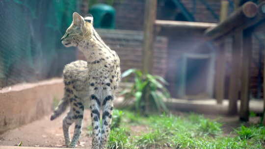 动物园里一只非洲猫的宽镜头