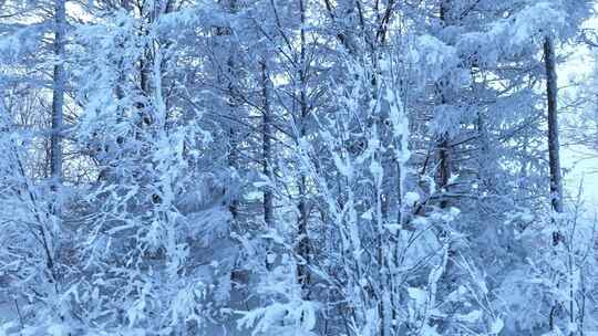 森林雪景大兴安岭银装素裹极寒