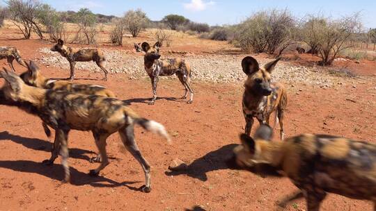 非洲野狗漫步在大草原上