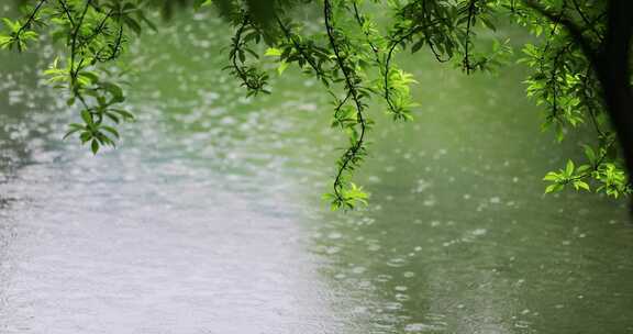 大雨雨水雨滴湖面波纹绿叶唯美意境