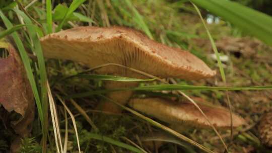 微距拍摄自然状态下蘑菇