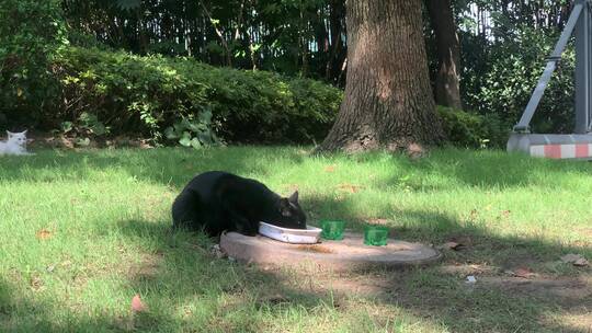 陆家嘴公园流浪猫