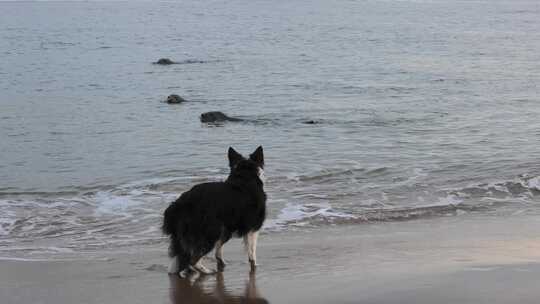 被牧羊犬嘲弄的灰海豹