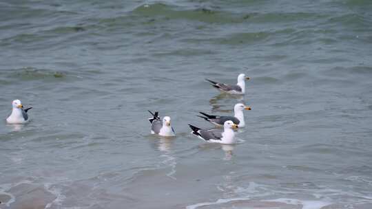 海面海浪上飞翔的海鸥