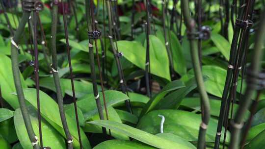 绿叶 叶脉 植物 自然 清新 绿色