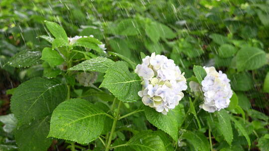 雨水飘落花丛视频素材模板下载