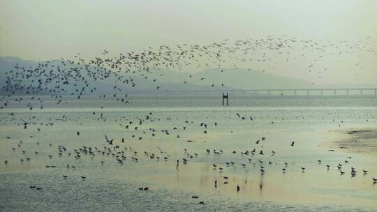 深圳湾自然鸟类视频