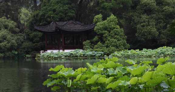 杭州西湖中式园林初夏细雨荷叶曲院风荷