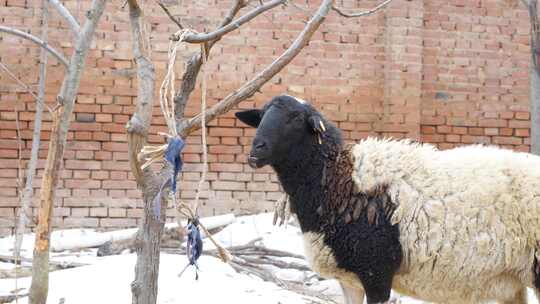 冬天的绵羊